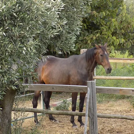 Апартаменты Kolona